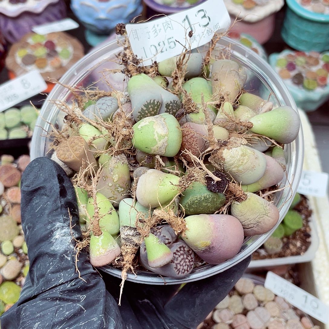 生石花满18包邮1025-13