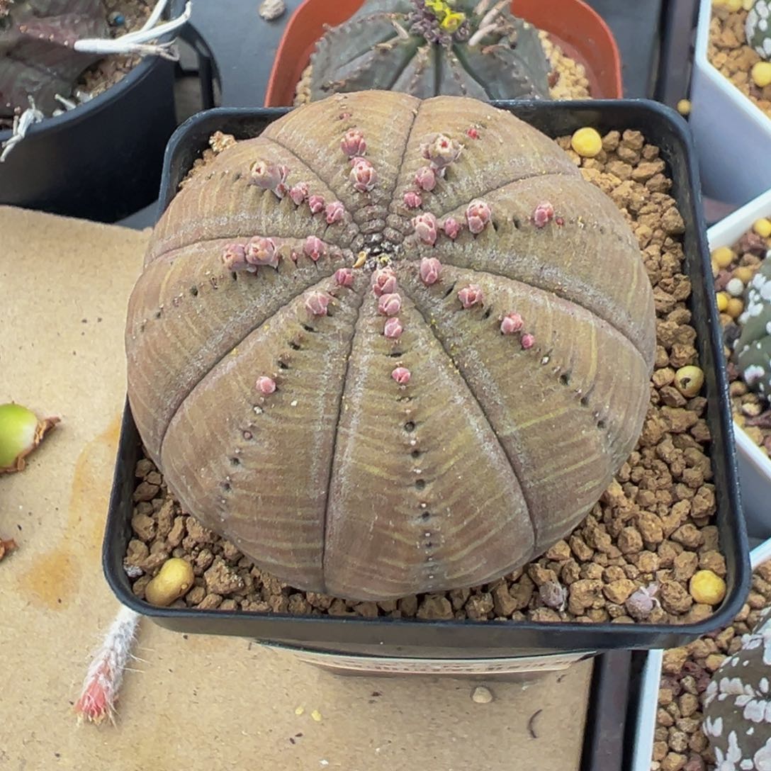 2866实生根多肉植物带盆土