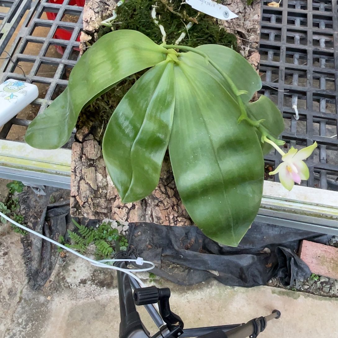 完全开放粉荧光板植 叶瑕 555号