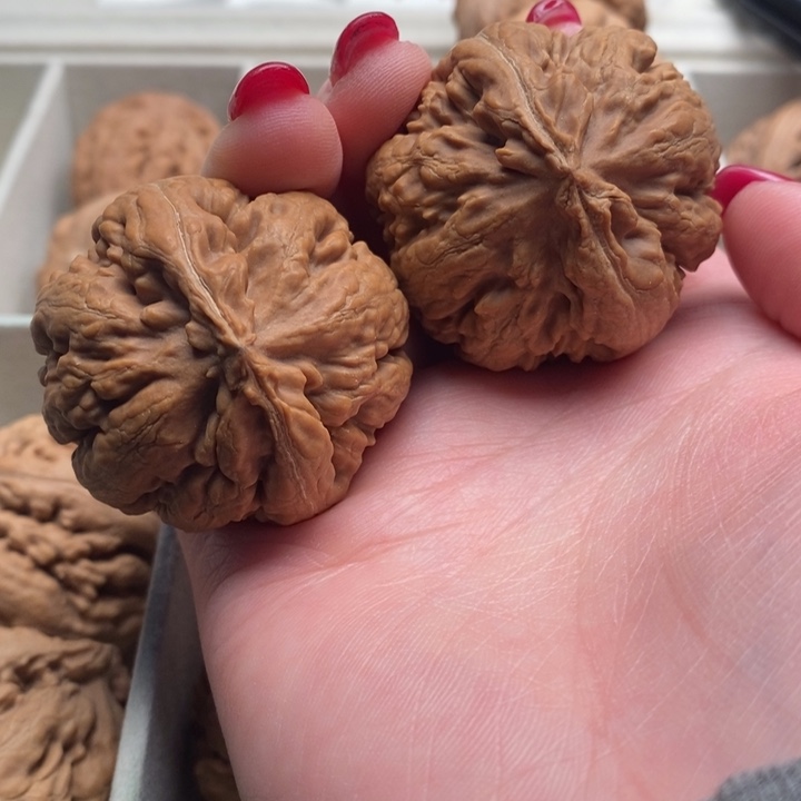 默***契霸王龙全品无修一刀没动