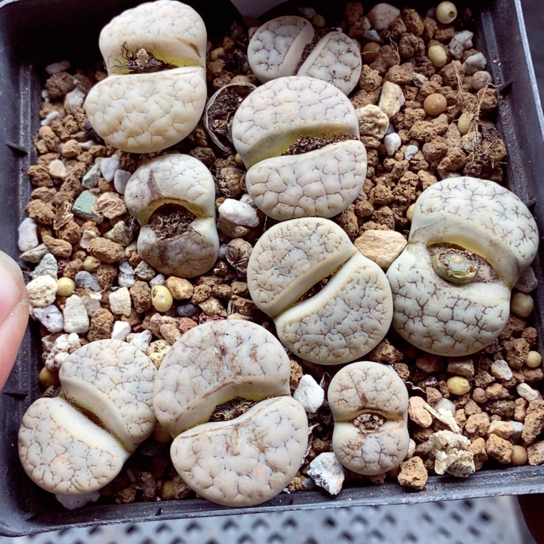 我的小姐姐们都是我的035