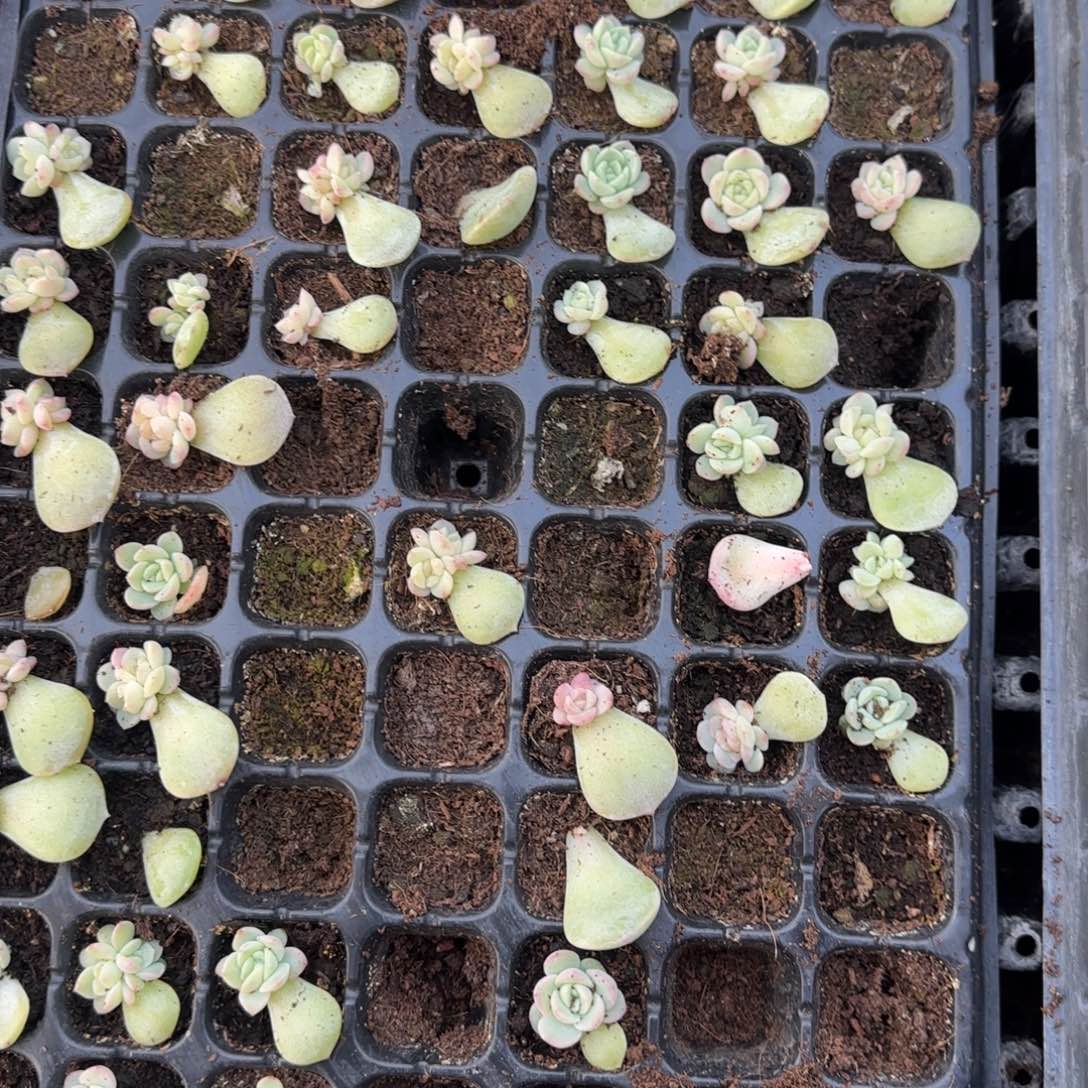 若梦穴一个个满25包邮