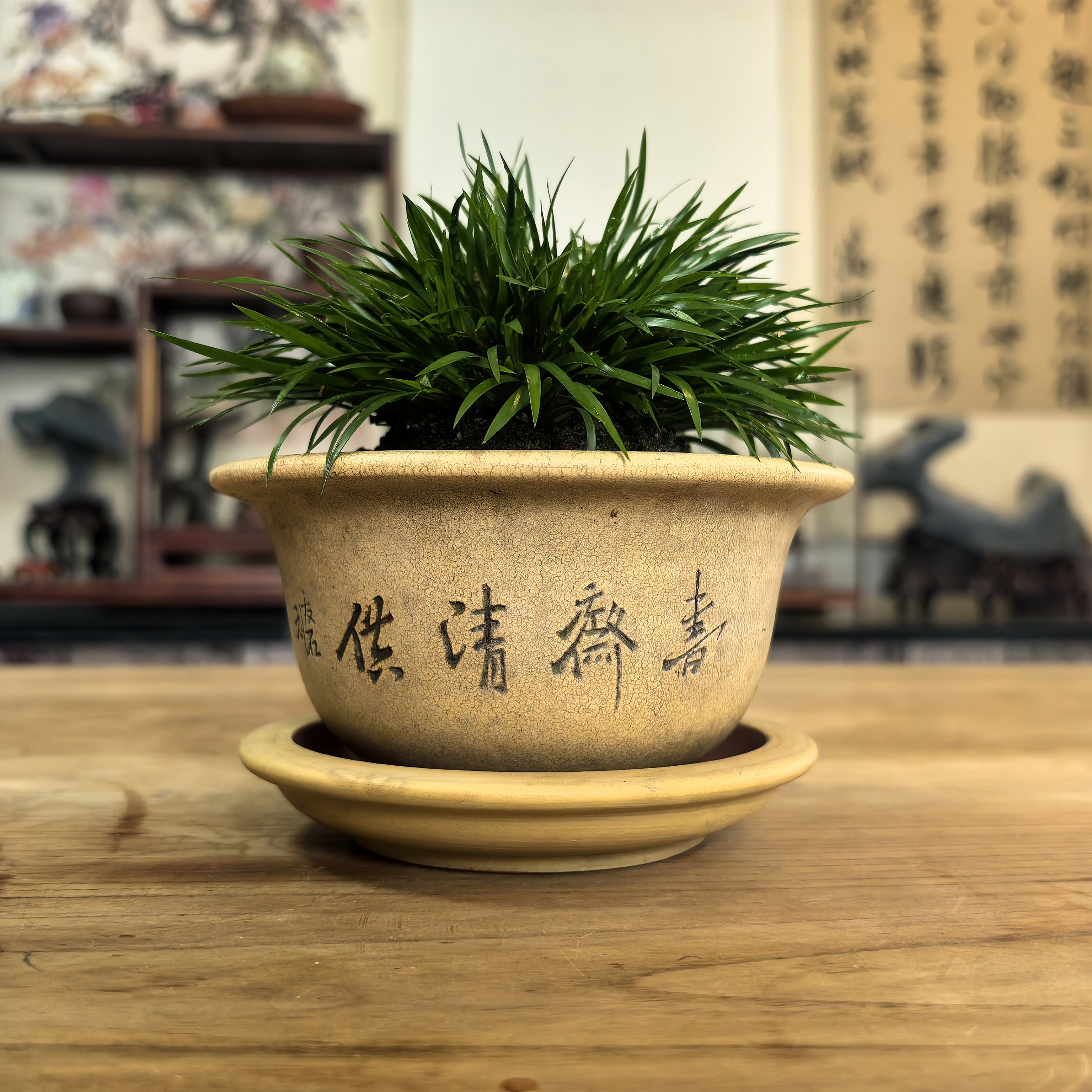 仿古紫砂盆曲园金钱菖蒲盆景盆栽直播间下单