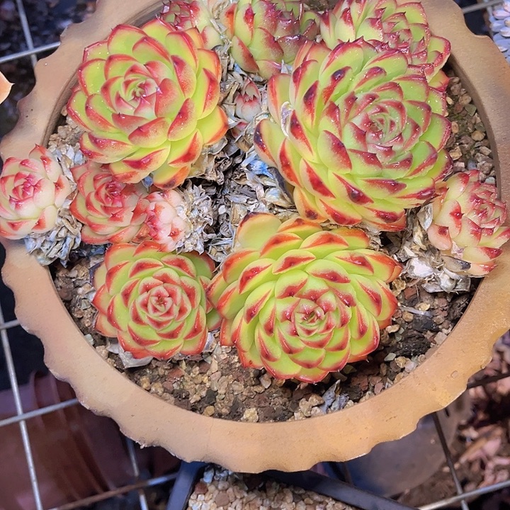 青***诺你不说不让她说就别问你