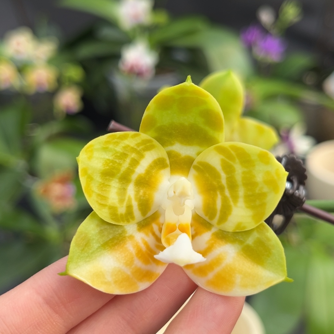 完全开放3.5寸弥陀反射王开花株