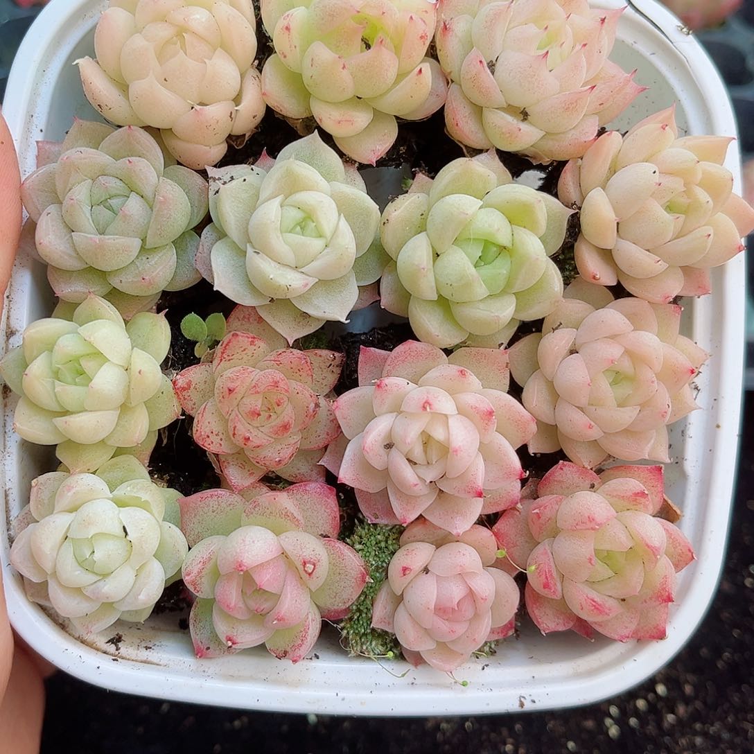 1-637新疆西藏内蒙不发12.8包邮2-3公分多肉