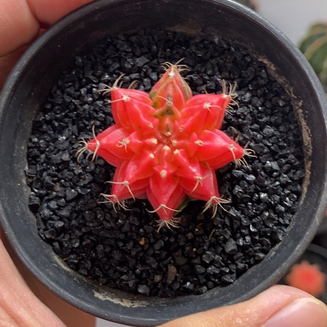 精品米哈—脱土发货18