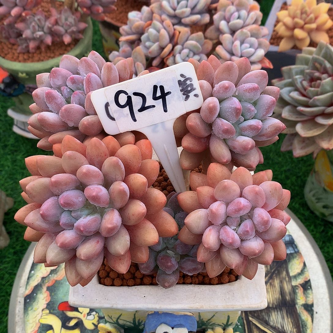 十*?美人系列多肉植物62727