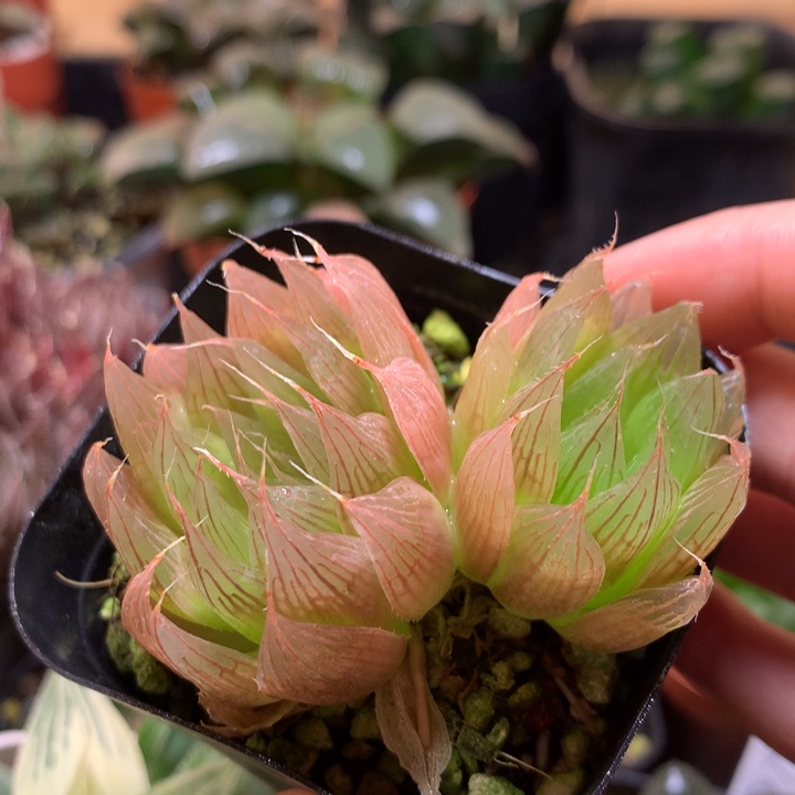 双头无毛黑熊戴安娜一物一拍