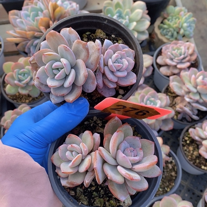 276号奶茶两颗一组