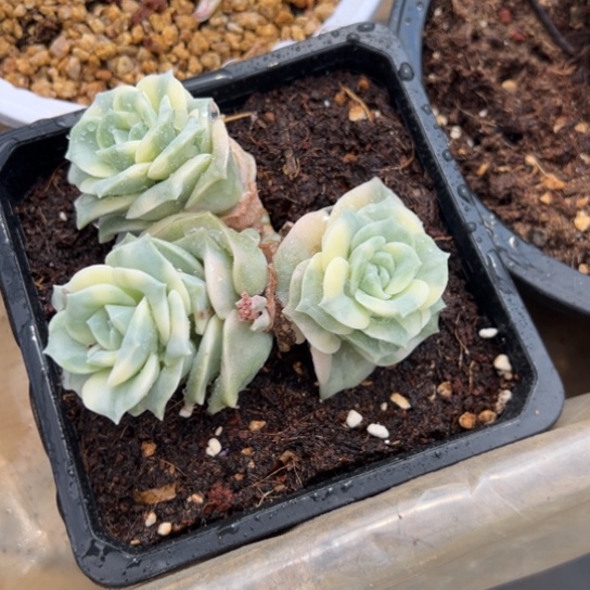 可爱玫瑰锦 夏鸣园艺