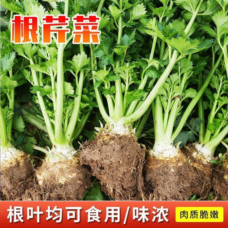 根芹种籽种子芹菜种子蔬菜本色