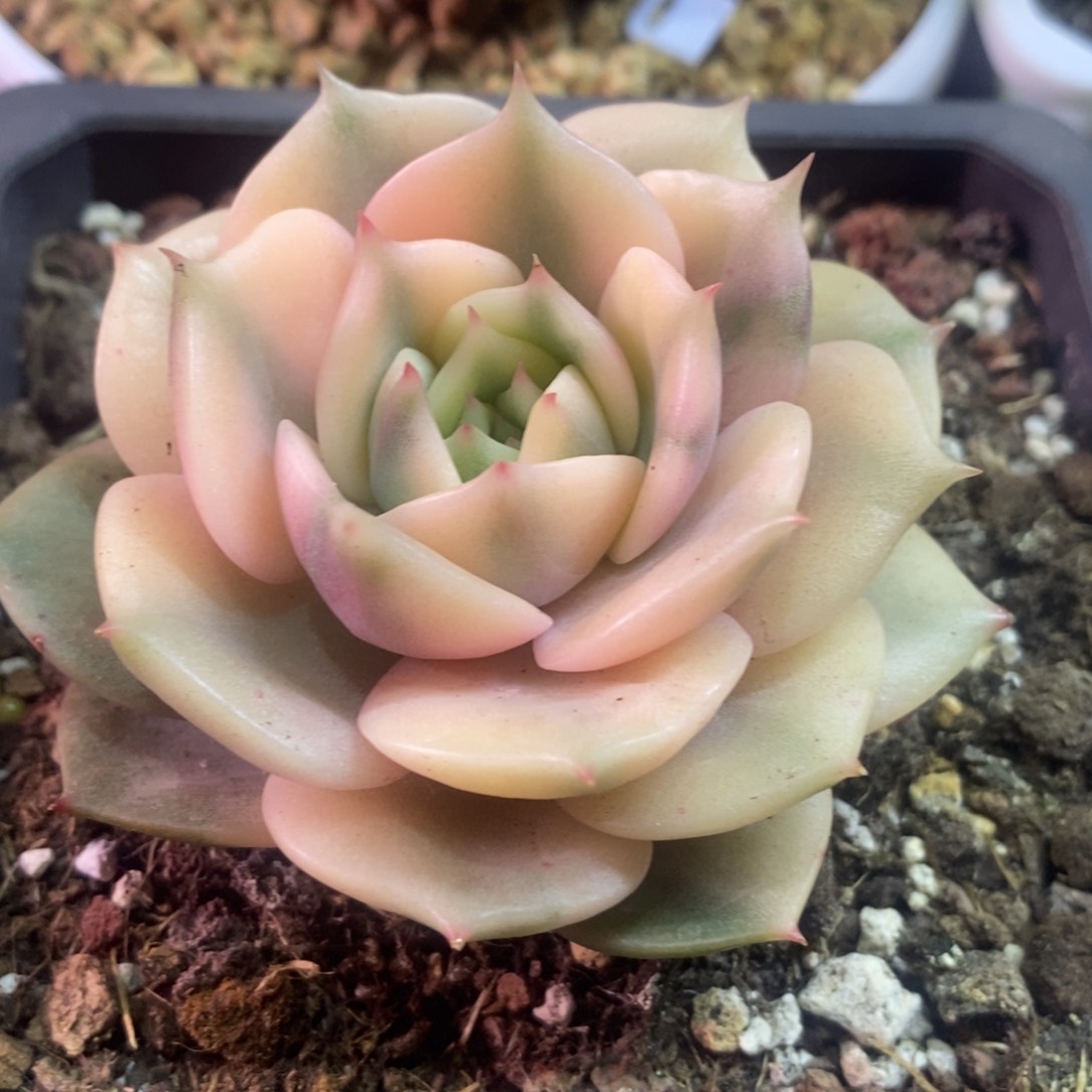 贝加尔湖锦 多肉植物