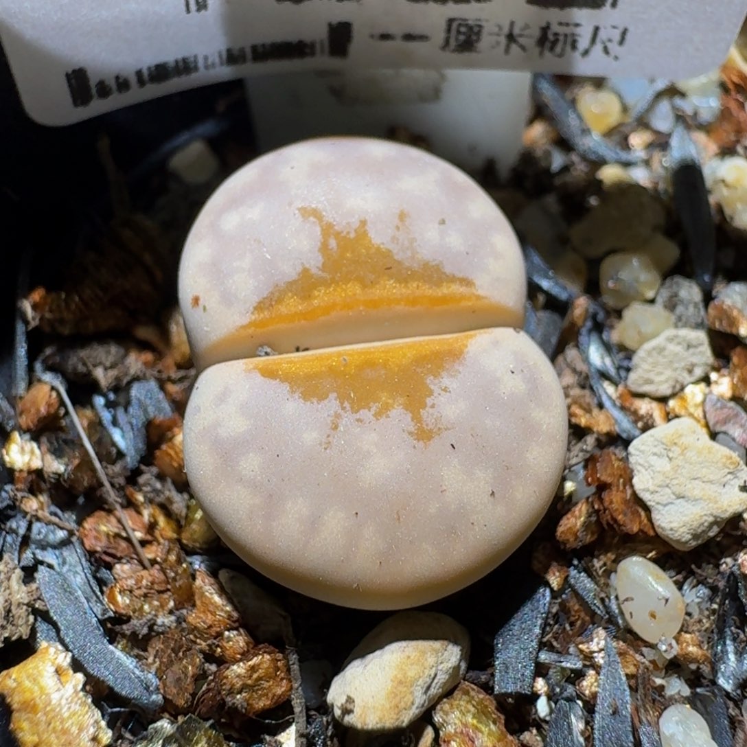 板娘亏本清货了1222