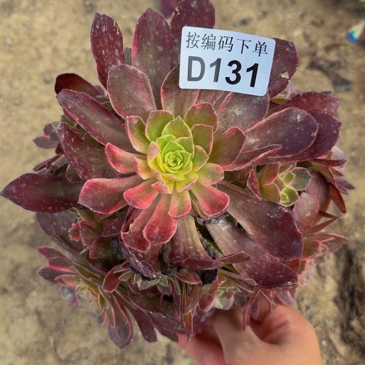 131孔雀翎多肉植物