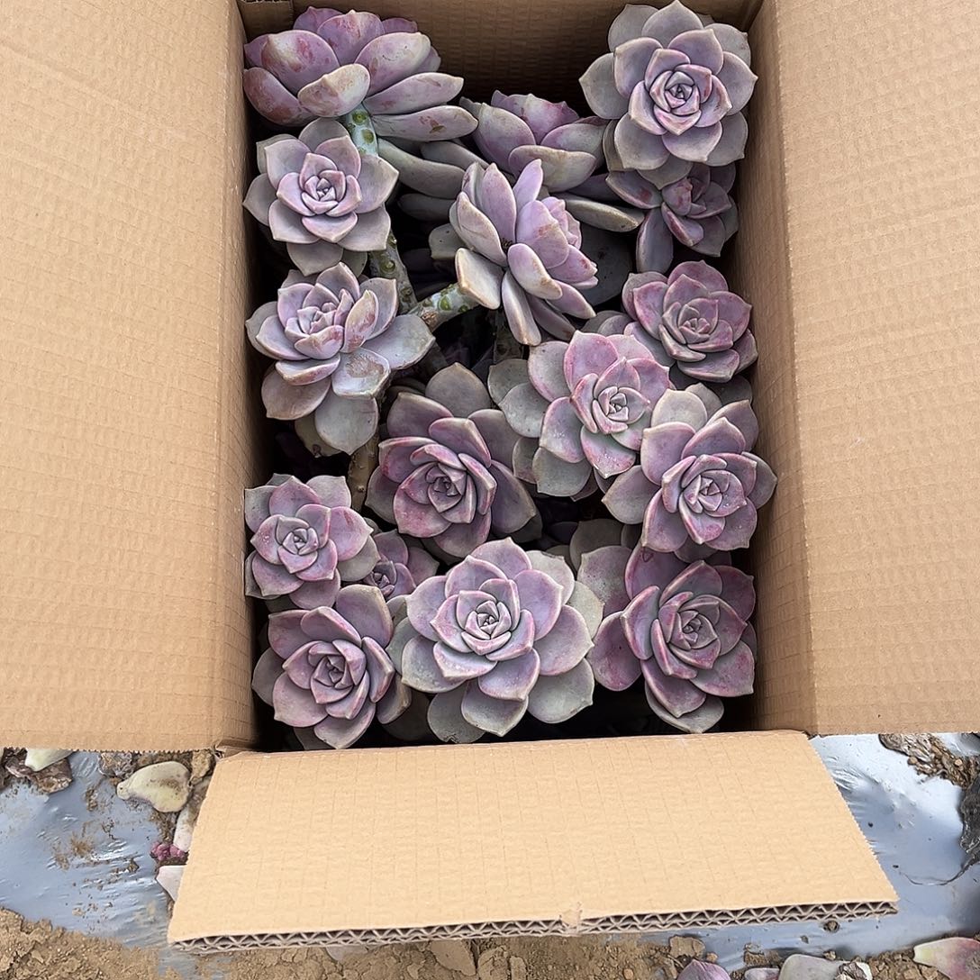 黑***眼25号紫乐断枝断头不售后