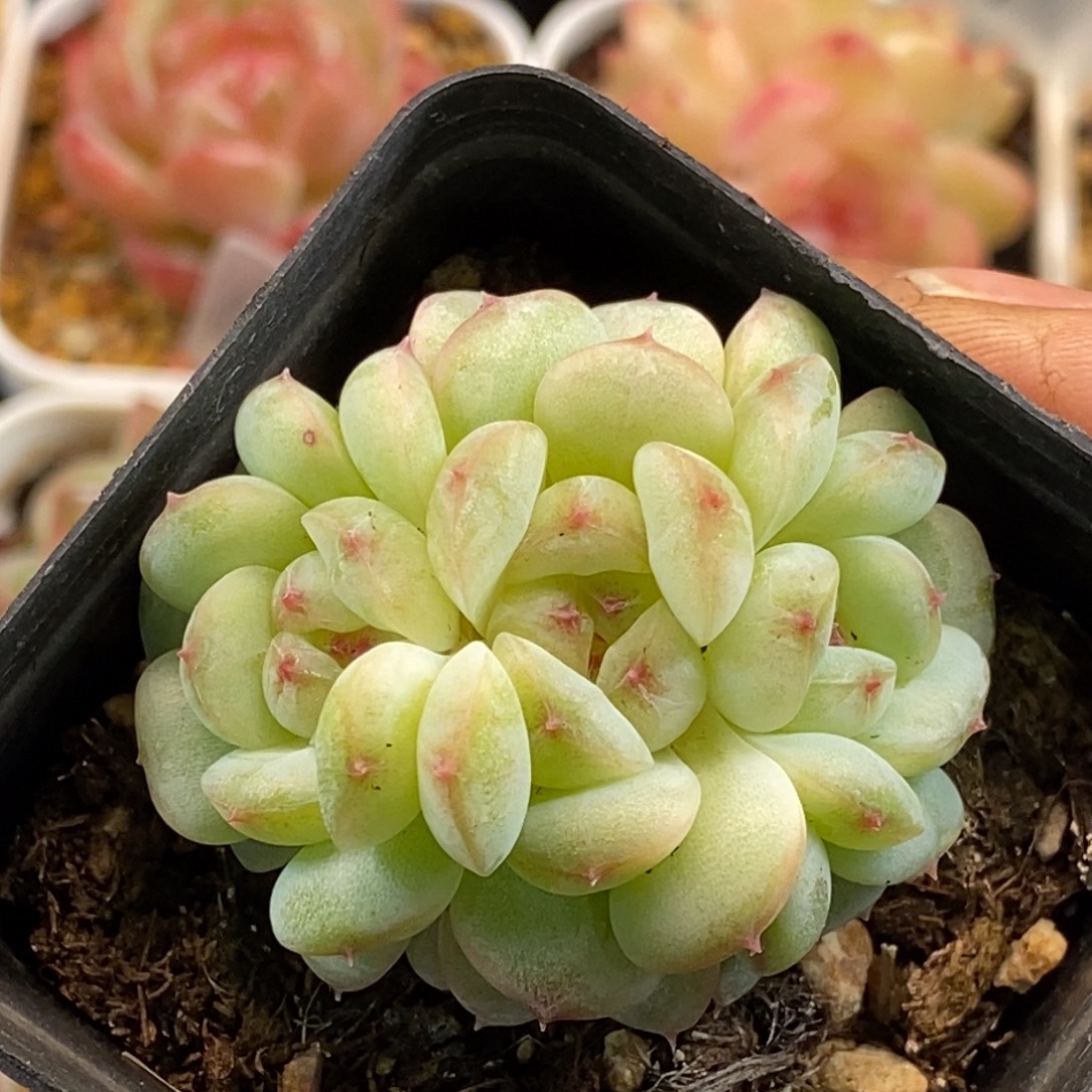 天官赐福百无禁忌