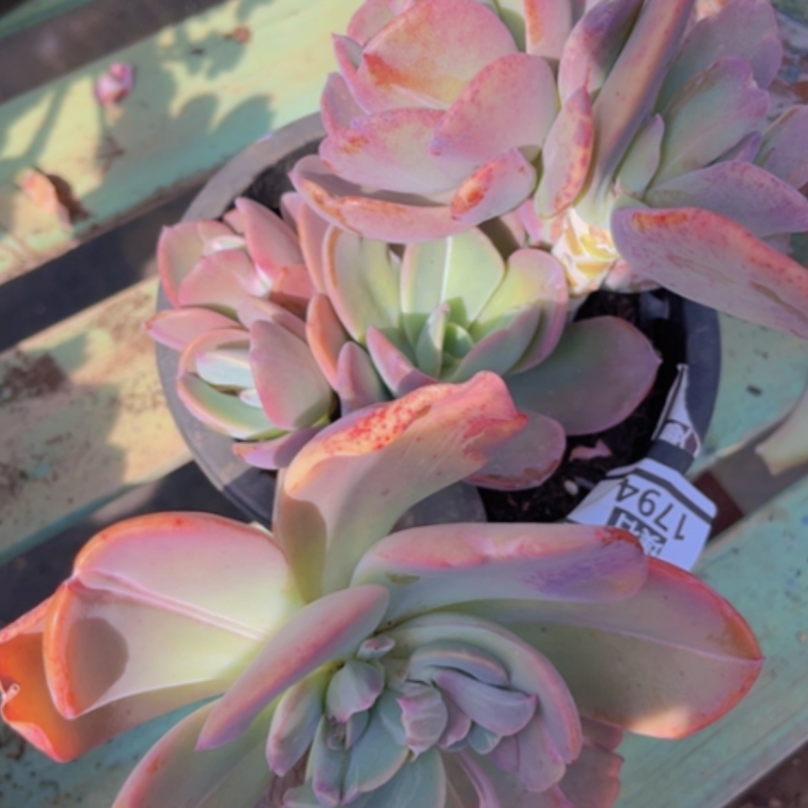 【闪购商品】疯狂锦1794