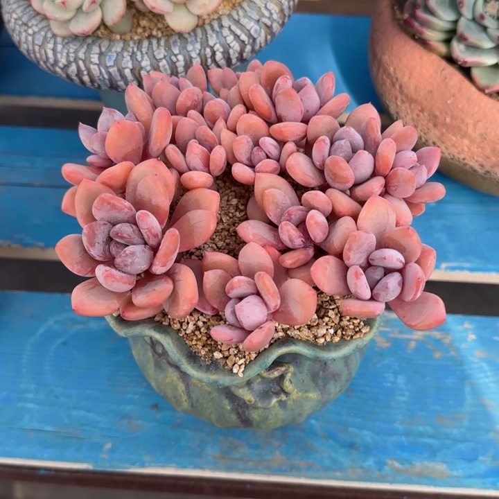 甄舞模特多肉植物dgccggvg