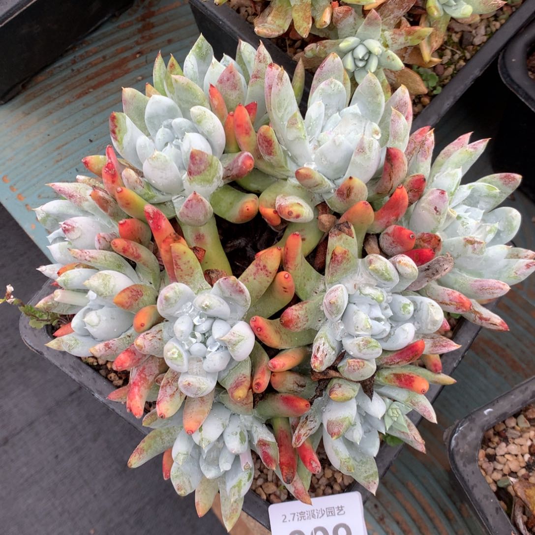 阿金尼009多肉植物