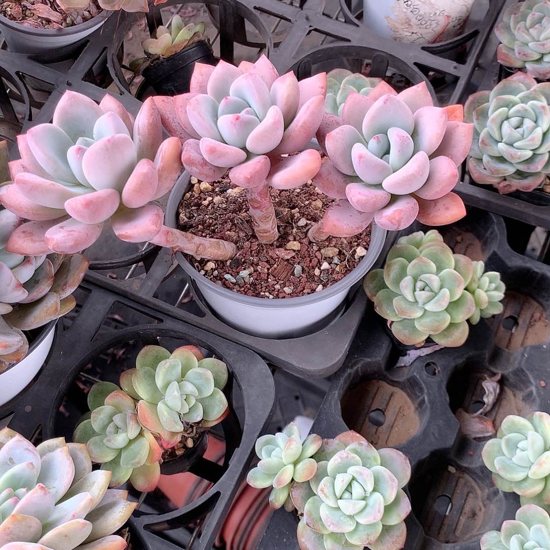 奥普琳娜多肉植物老桩多肉