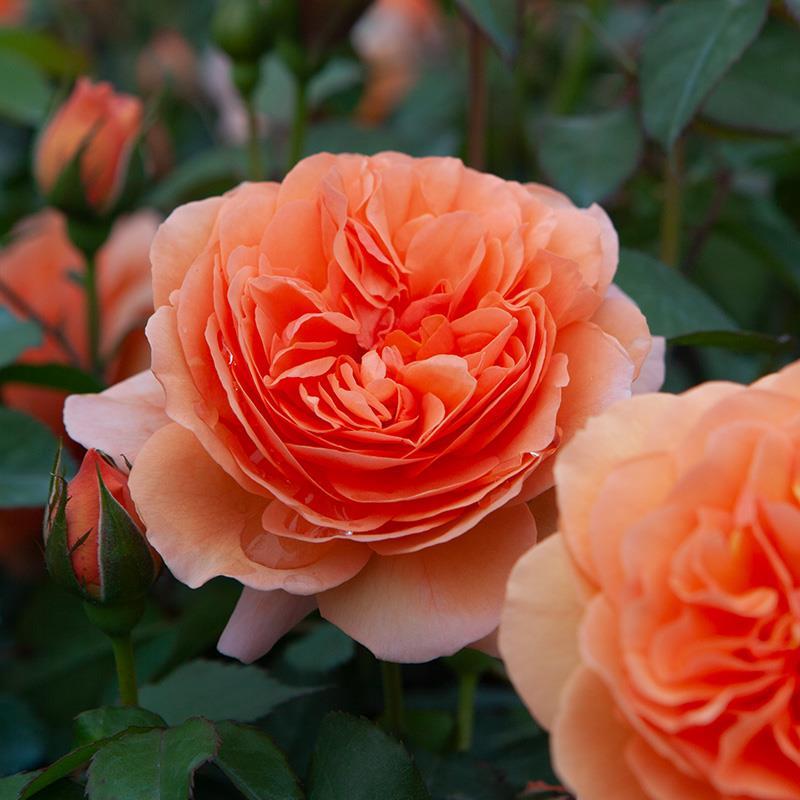 欧月音乐馆藤本月季橙色 香味浓郁庭院阳台花园