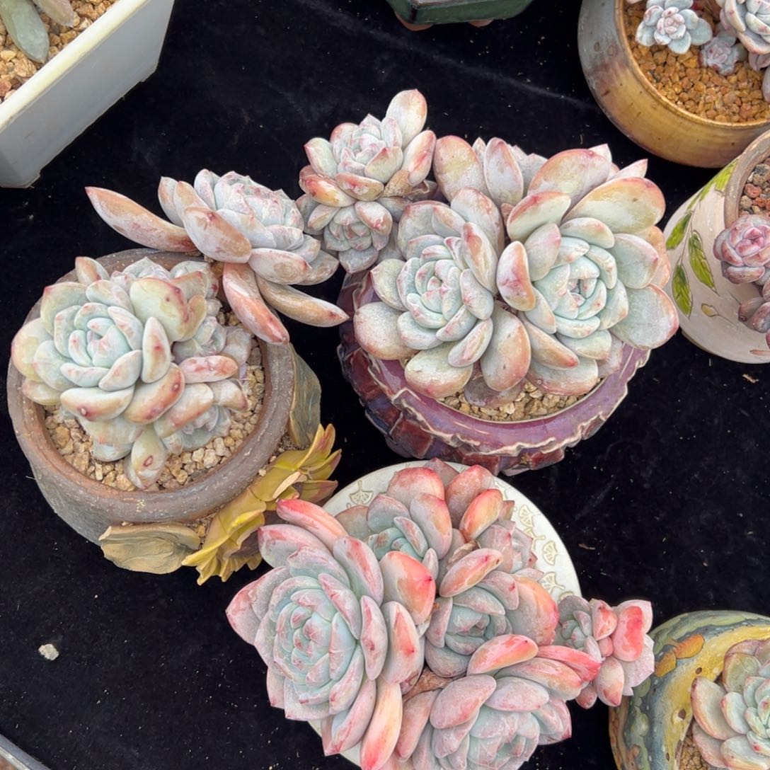 新年快乐 新年快乐