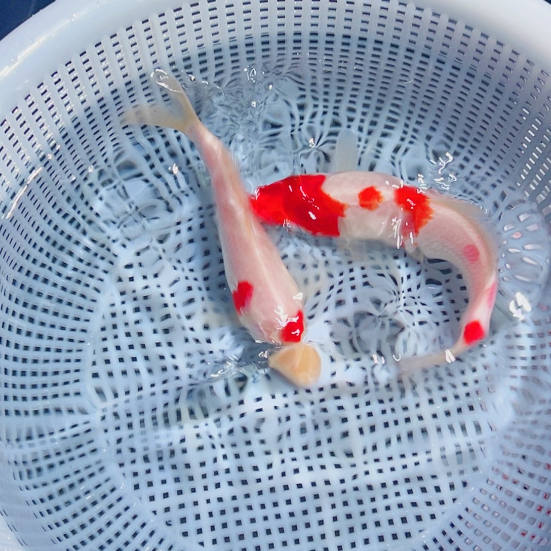锦鲤锦鲤观赏鱼1111