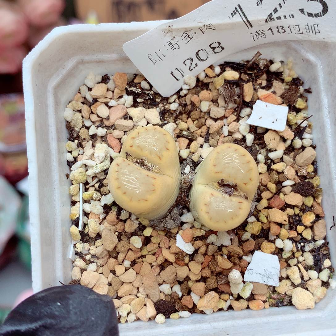 生石花满18包邮8-123