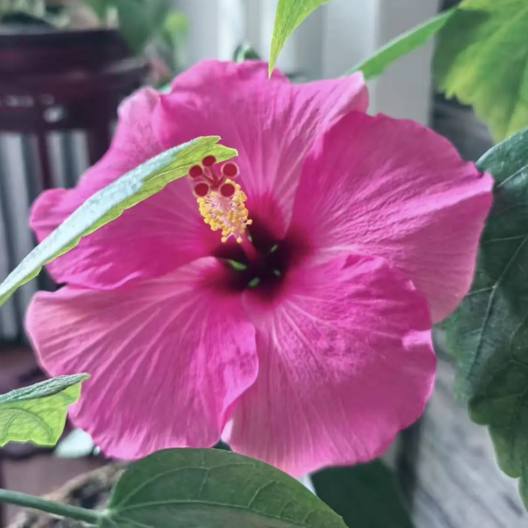 木槿四季开花耐寒扶桑花木槿花花苗盆栽绿植单瓣阳台