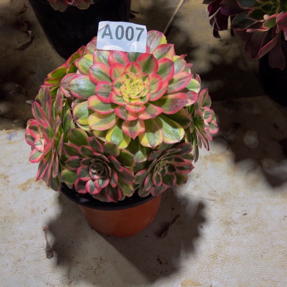 琴***法师多肉植物海神007