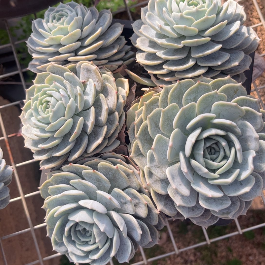 好姑娘多肉园艺，劳林