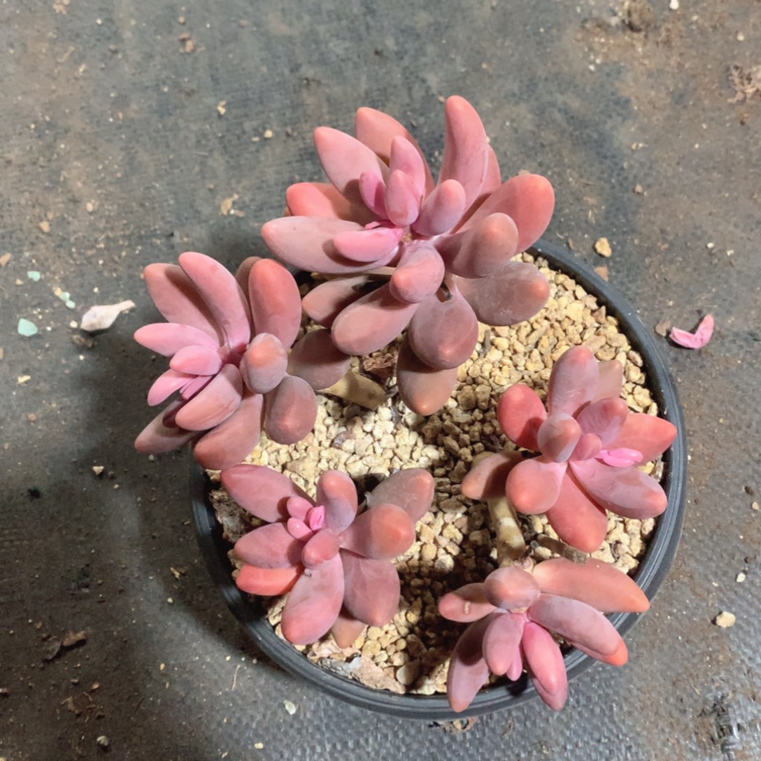 多肉植物多肉植物