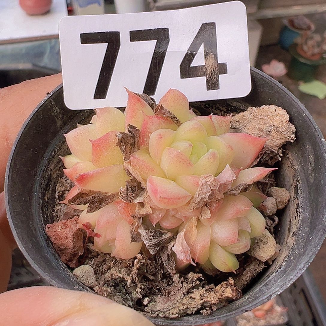 一物一拍30包邮6666