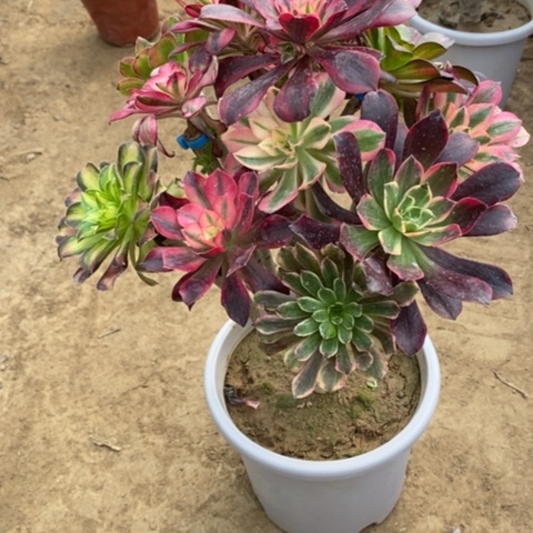 030嫁接多品种多肉法师