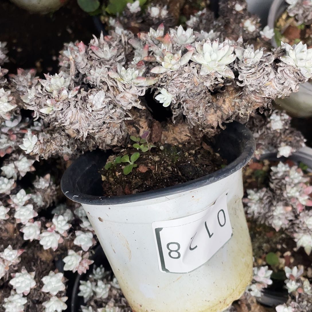 雨白菊多头老桩0128