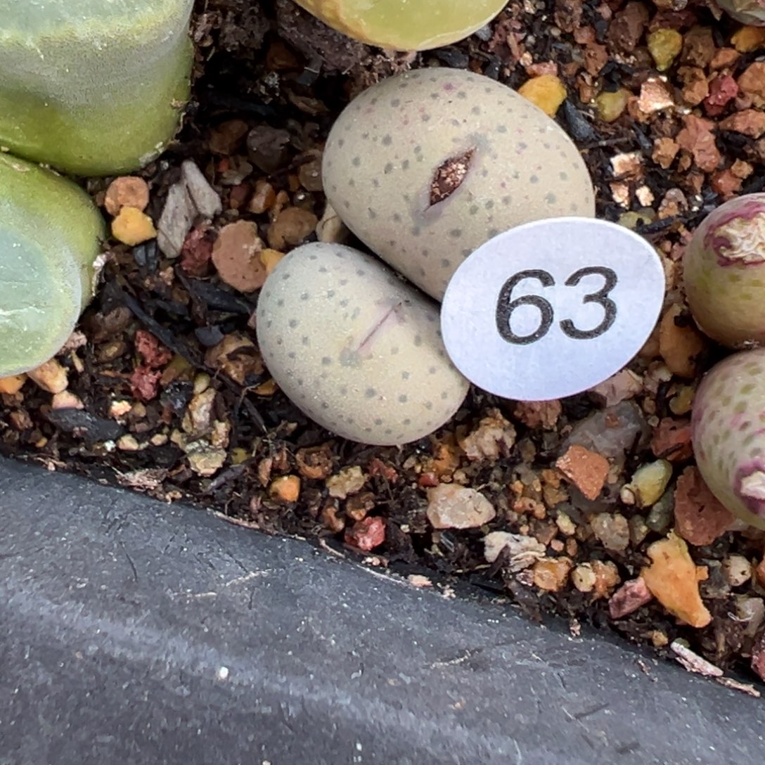 多肉植物1111111111111