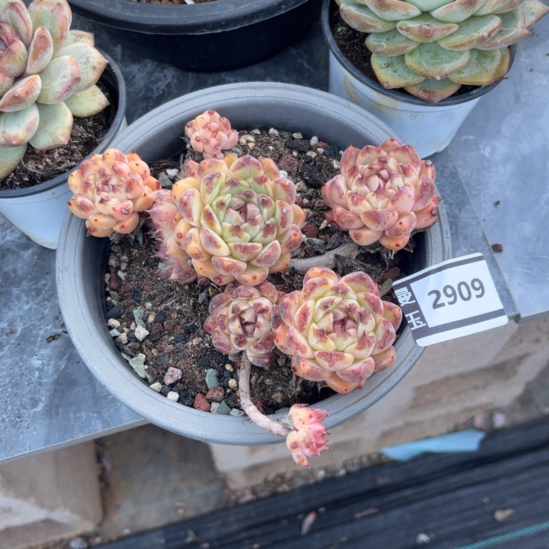 水晶杂多肉植物2909