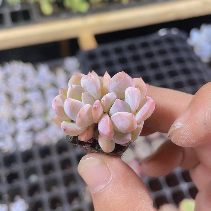 2颗一组韩版澄梦露