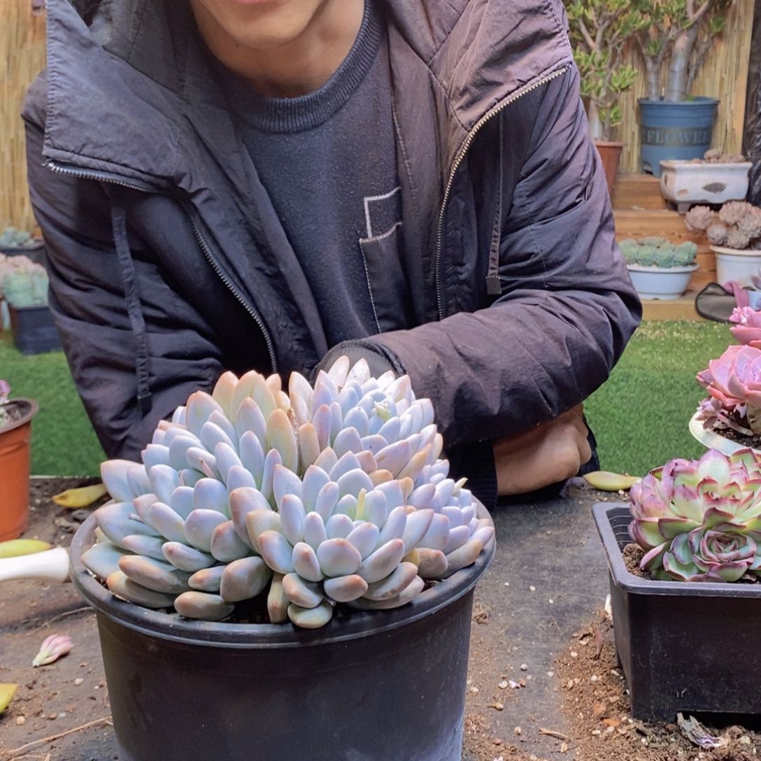 舍*H302号香水多肉植物