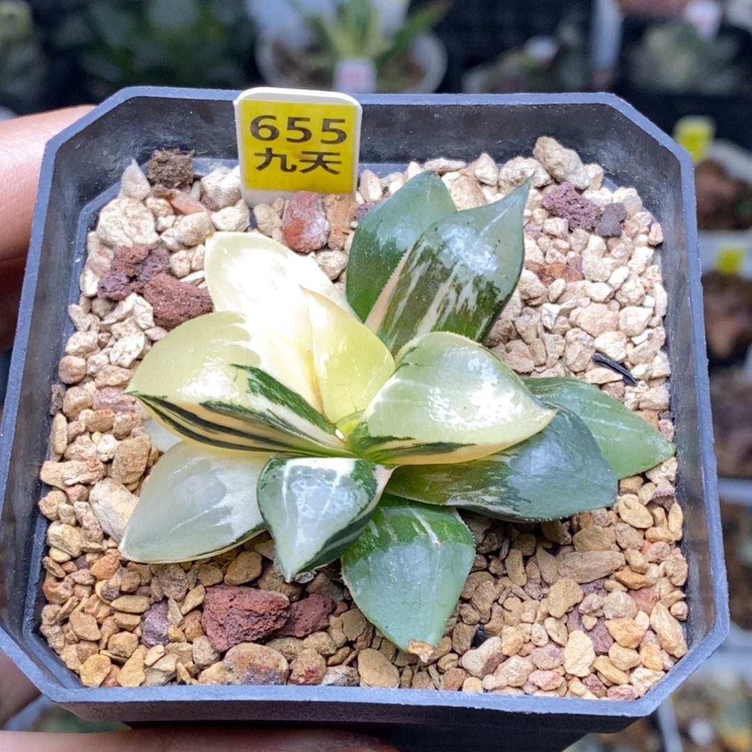 655号龙喜寿锦多肉