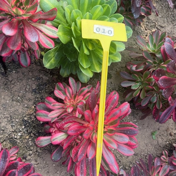 010两个多肉植物