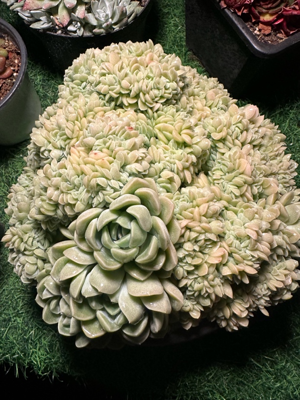 程成多肉植物奶油美人缀