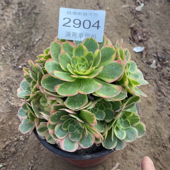 2904奶白的人多肉的