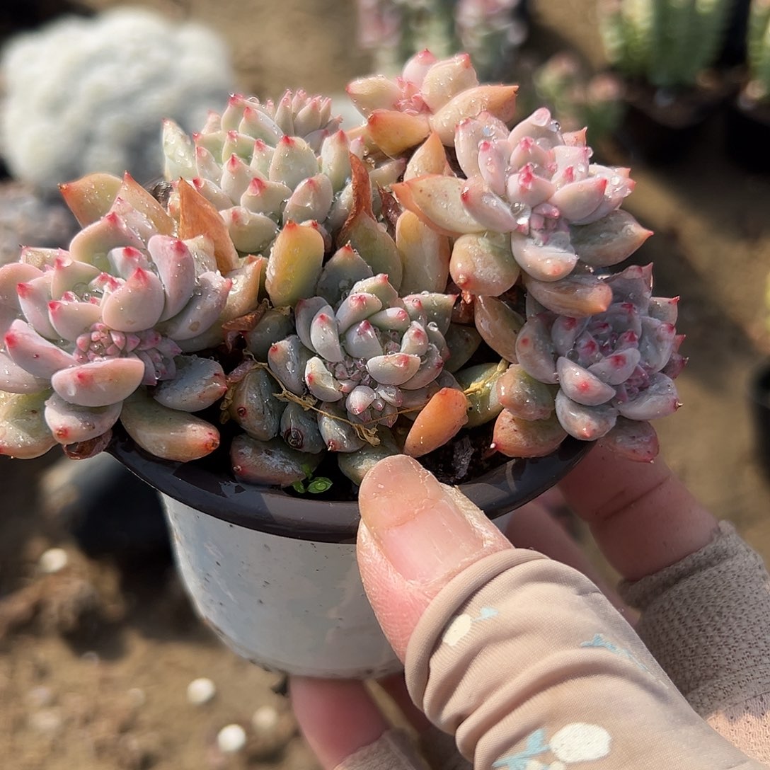 多肉植物多肉植物