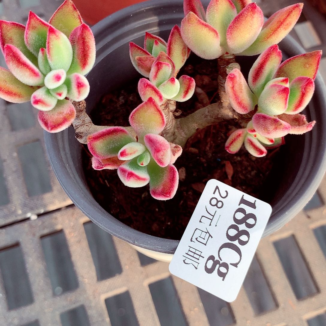 5厘米盆精控多肉188