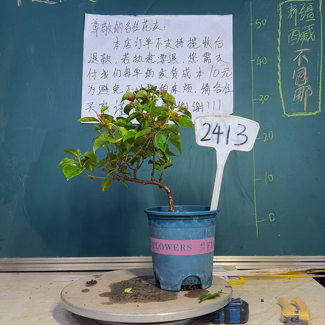 当前无花栽培后可以开花暗斑夕阳红 造型 2413