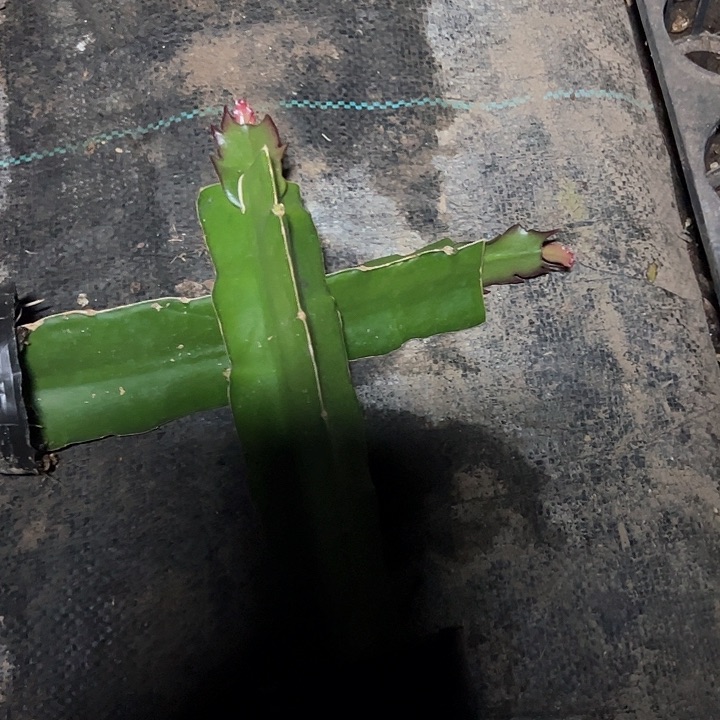 高纯桑吉塔嫁接单片小苗一颗40