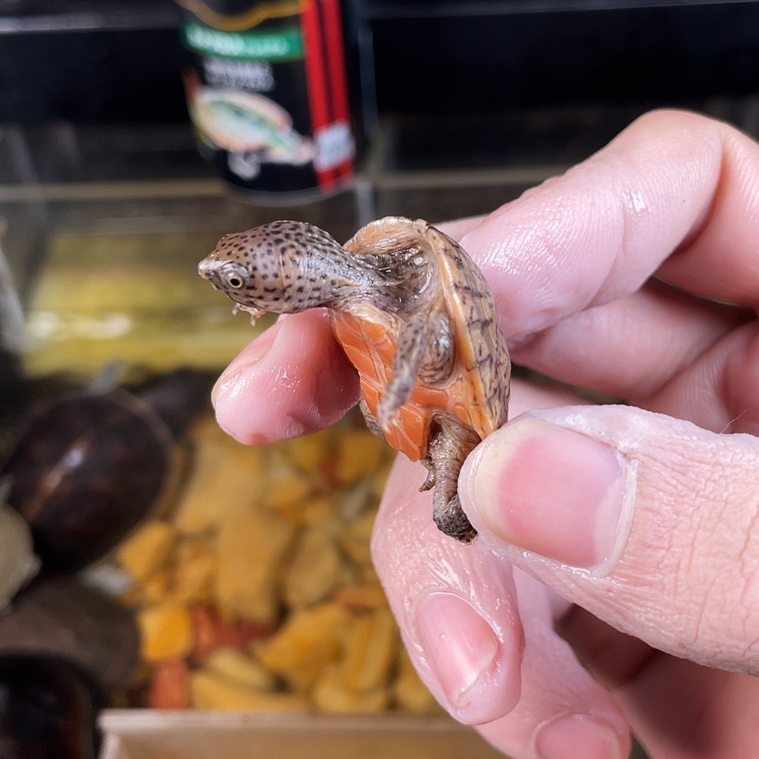 P***P绿毛龟母点点滴滴点点滴滴