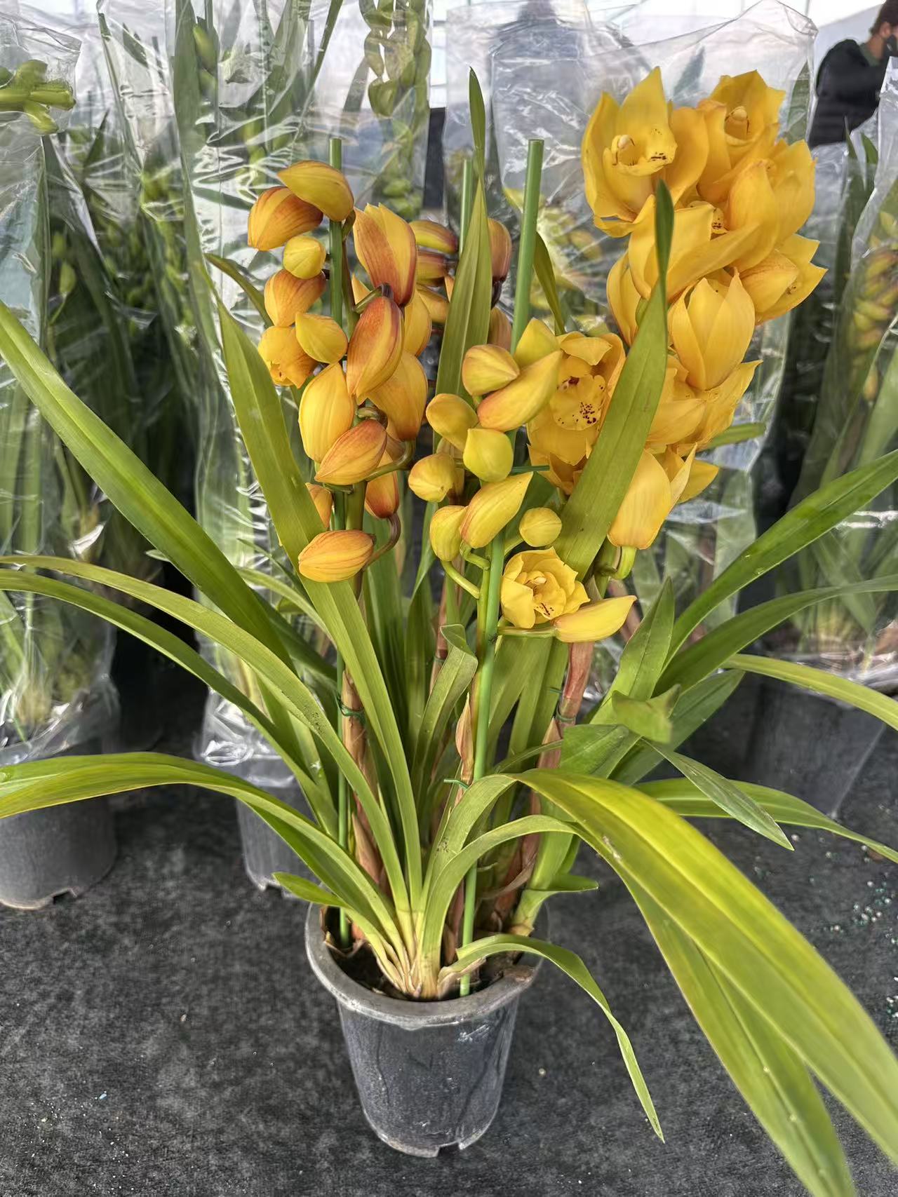 金色光辉-大花蕙兰（零度以下拍保温）耐寒好养 气泡柱发货